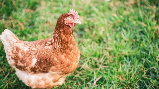 Курица Герти дожила до 15 лет и побила мировой рекорд