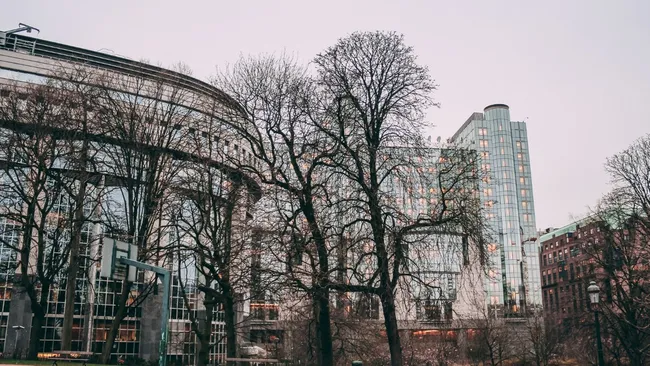 Названы популярные деревья, загрязняющие воздуха в городах