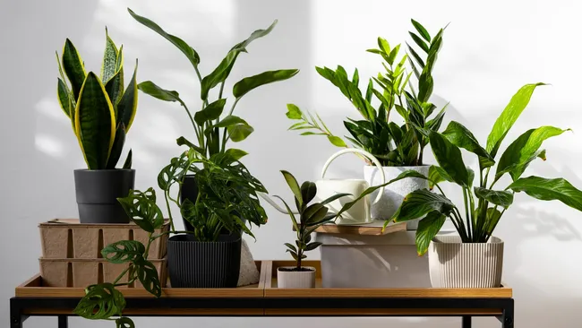 5 растений, которые прекрасно себя чувствуют в разгар отопительного сезона 