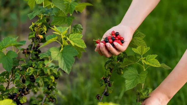 Секретные союзники смородины — что посадить рядом для рекордного урожая без всякой химии