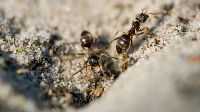Муравьи не пройдут — простой трюк для защиты деревьев на даче