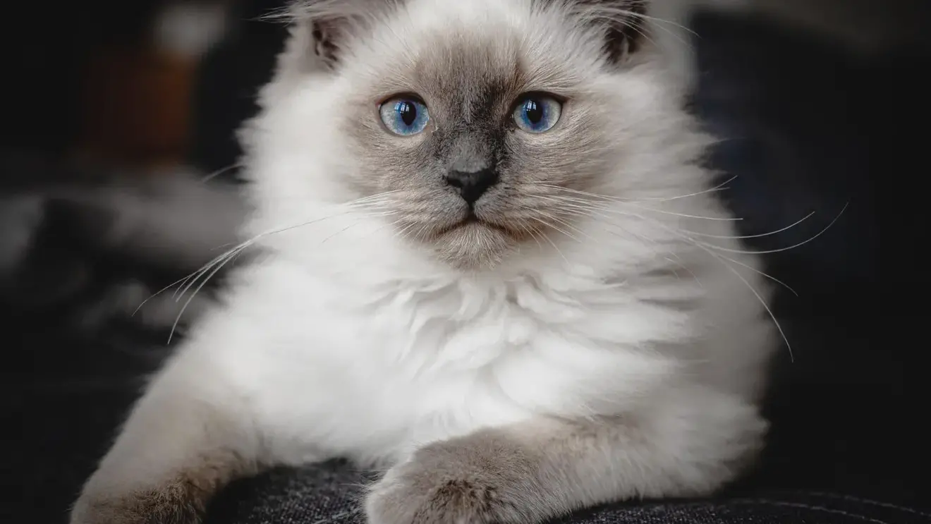 Учёные выяснили, какие породы кошек живут дольше