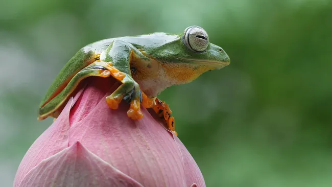 Штамм из кишечника японской древесной лягушки уничтожает опухоли