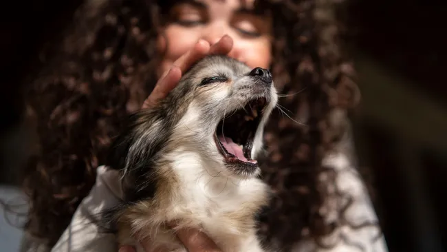 Учёные подтвердили, что собаки чувствуют страх человека 