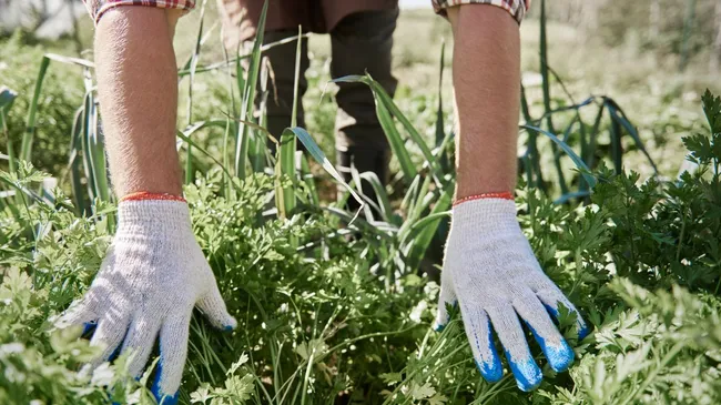 Забудьте про химию — 3 компонента, которые буквально выжигают сорняки