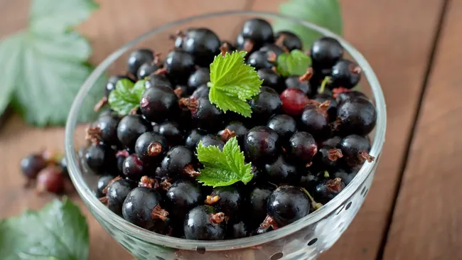 Не удобрение, а магия — насыпаем под смородину по две ложки и собираем крупные ягоды 