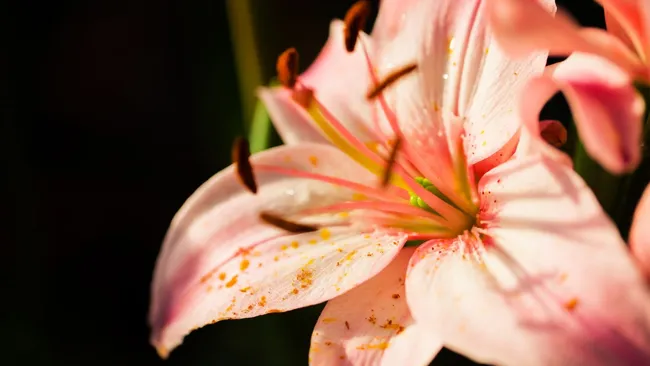 Осенний уход за лилиями — как добиться пышного цветения 