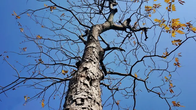 Помогите деревьям пережить холода — готовим побелку из 3 ингредиентов 