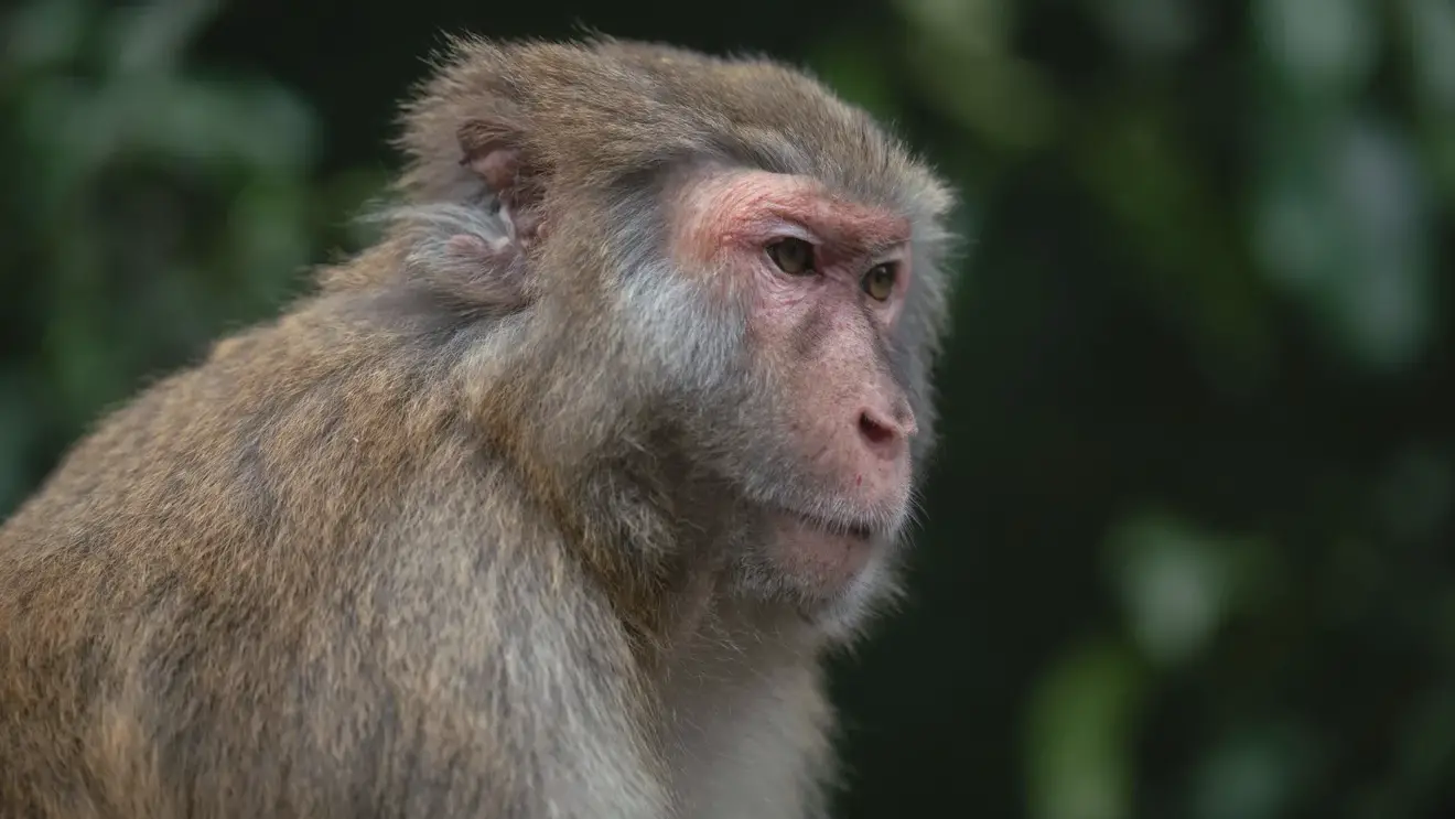 Учёные объяснили, почему у приматов появился человеческий мозг