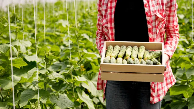 Никакой химии, и урожая море — дачники в восторге от подкормок для огурцов 