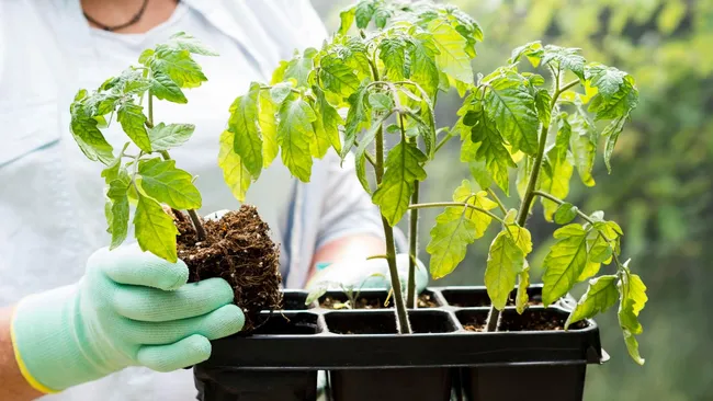 Стебли рассады будут толщиной с палец — дачники добавляют в воду 1 ложку этой специи