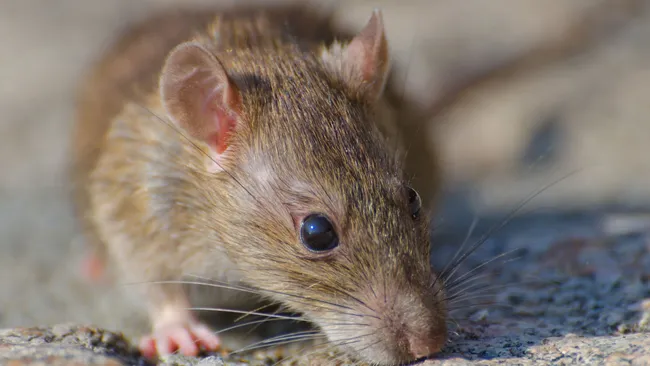 Наносим средство из 2 компонентов вокруг щелей — как защитить жилище от грызунов