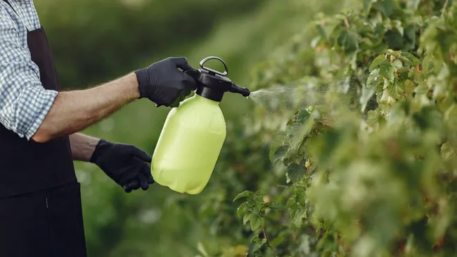Популярный пестицид оказался связан с болезнью Паркинсона 