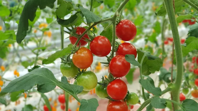 Закопайте в лунку при посадке — собирать томаты будете ведрами до самой осени