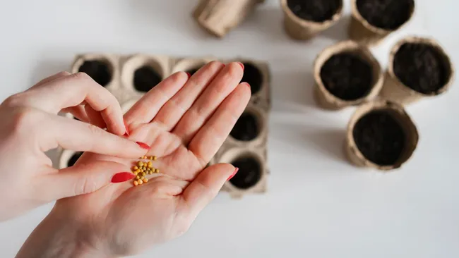 Вам понадобятся только вода и соль — 2 простых теста на всхожесть семян