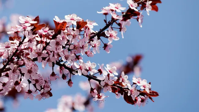 Сакура в Японии цветет все слабее из-за потепления климата