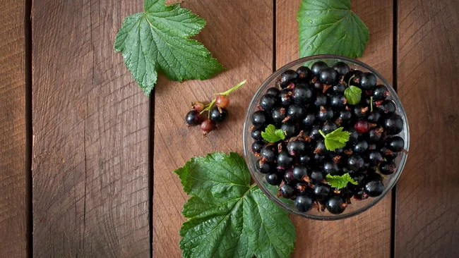 Смородина будет как на картинке — осенний трюк дачников для увесистых ягод 