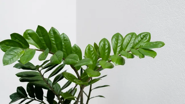 Замиокулькас оживёт буквально за неделю — секретная подкормка творит чудеса