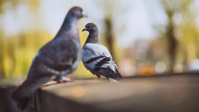Голубям в польском Кракове начнут давать противозачаточные 