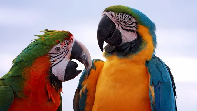 Попугаи используют имена для общения, а не просто копируют речь 