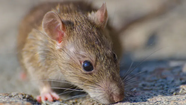 Советский лайфхак против мышей — берем 2 средства в равных пропорциях 