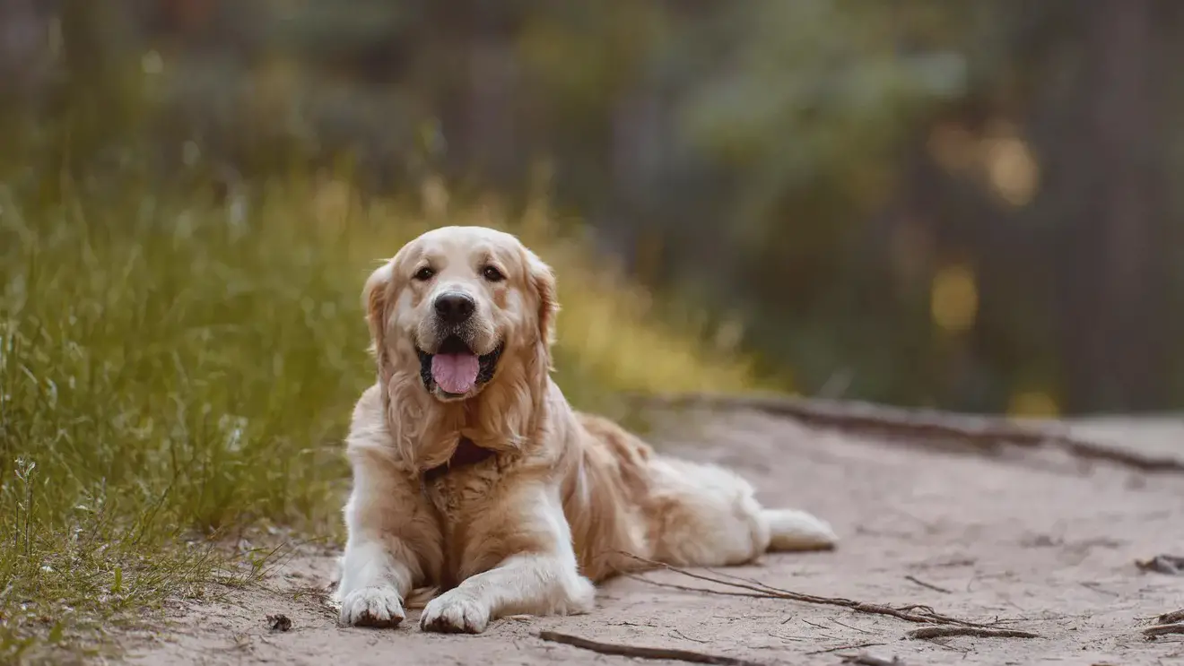 5 самых умных пород собак для владельцев-новичков 