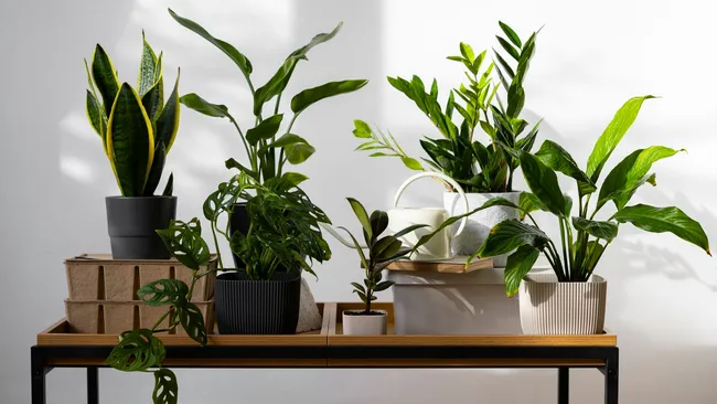 Домашние цветы оживают на глазах — проверенные лайфхаки от опытных цветоводов 