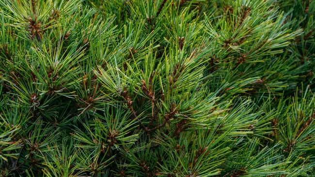 Дары леса — хвойный настой спасёт урожай от вредителей