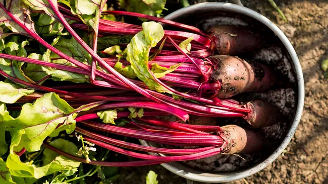 Свёкла станет слаще без сахара — дачники используют «солёный полив»