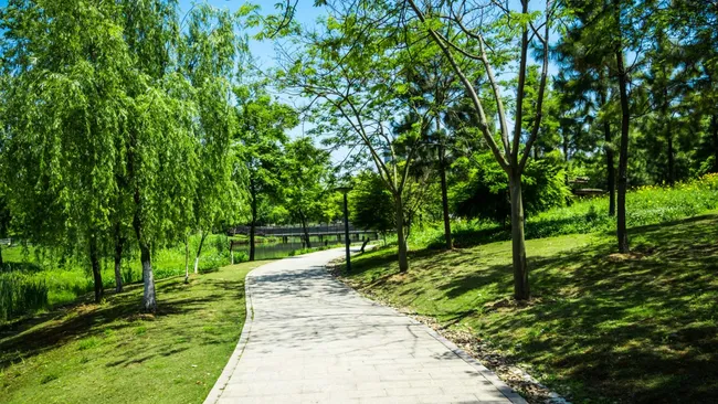 Проживание в зелёных районах снижает риск ожирения на треть