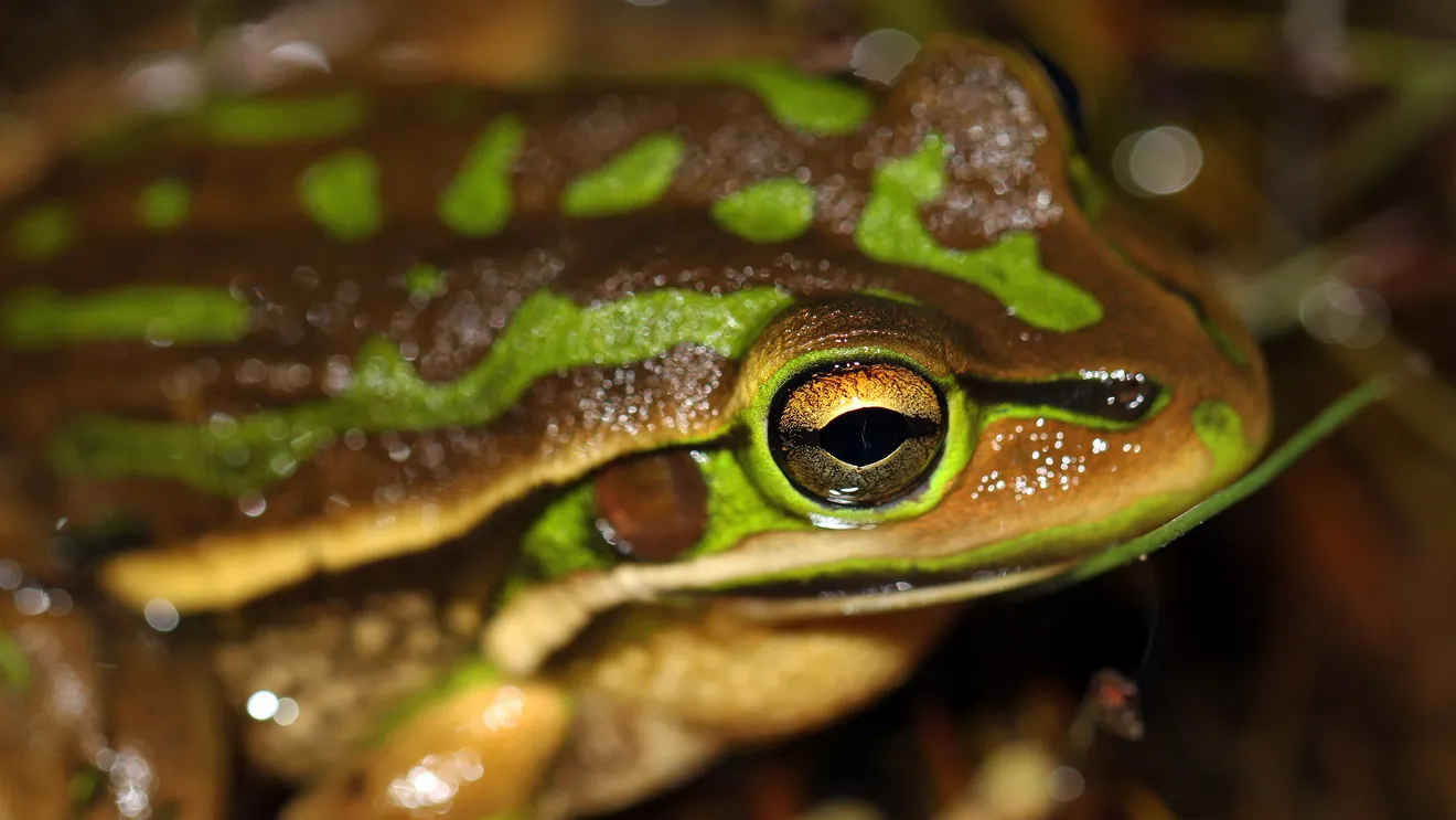 Авторство: Matt from Melbourne, Australia. Green&Golden Bell Frog (Litoria aurea)Uploaded by SunOfErat, CC BY 2.0, https://commons.wikimedia.org/w/index.php?curid=27543227