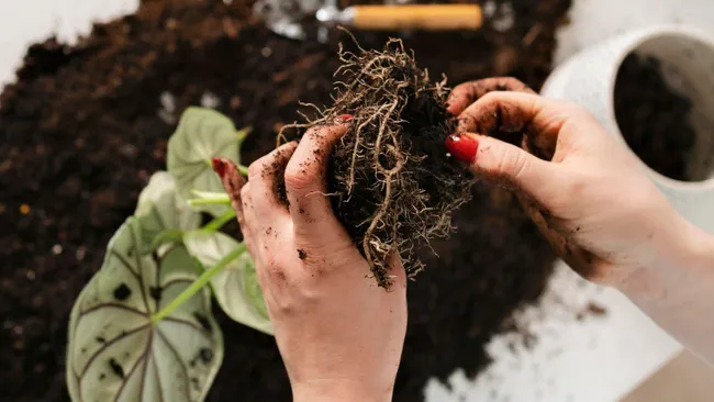 Как ускорить рост корней без химии — 5 лучших натуральных стимуляторов 