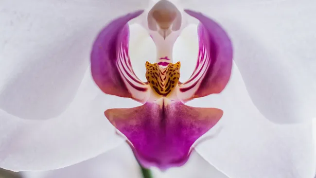 Капризная королева подоконника — как заставить орхидею цвести быстрее