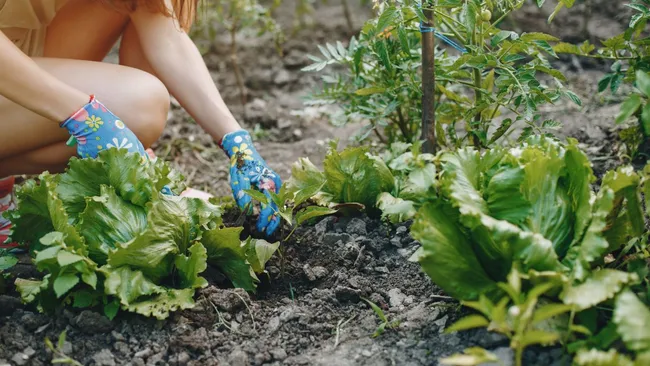 Урожай как с картинки — три копеечные подкормки, которые заслуживают внимания