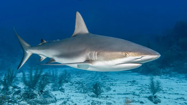 Уничтоживший динозавров астероид почти не повлиял на акул