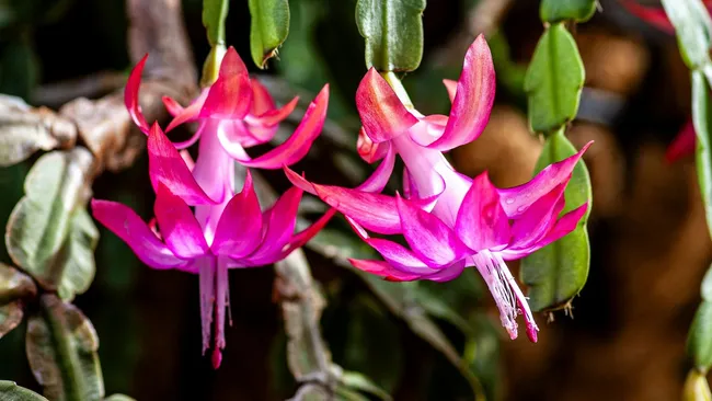 Хит садоводов — это средство поможет декабристу обильно цвести всю зиму