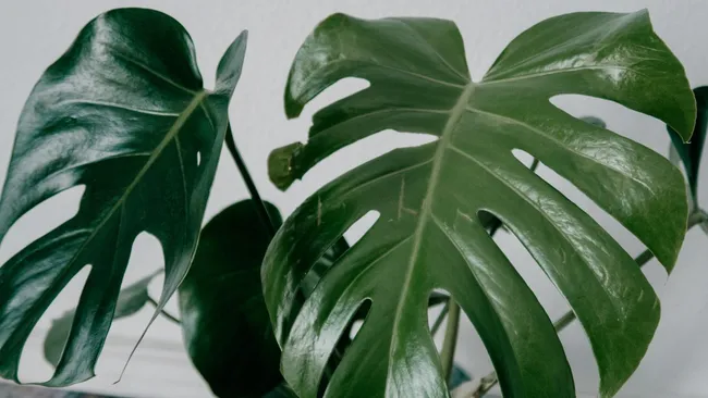 Эти 3 растения под запретом — какие цветы лучше унести из спальни зимой