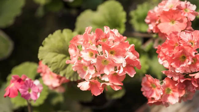  Дрожжи вместо удобрений — простая смесь, чтобы герань покрылась бутонами