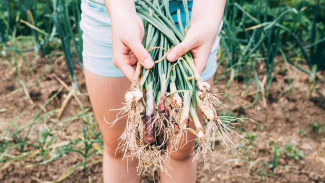 Полчаса в горячей воде, и лук растёт как на дрожжах — повторяем трюк с содой