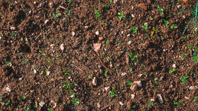 Чёрная ножка прячется в грунте — простой способ обеззаразить почву перед посевом