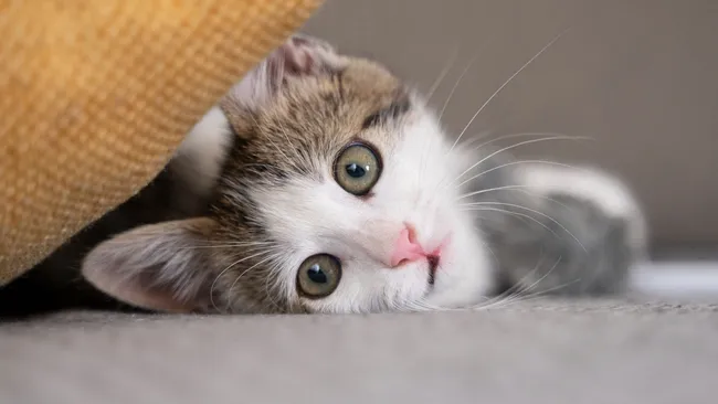 Ethology: кошки активнее мяукают при приветствии мужчин