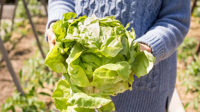 Вредители бегут с грядки — секретные растворы для капусты для крепкого урожая 