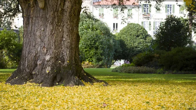  Большое число деревьев рядом с жильём снижает риск болезней сердца