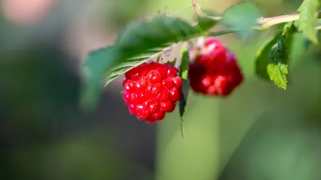 Один продукт с кухни, и вредители исчезнут — дачникам раскрыли секрет защиты малины