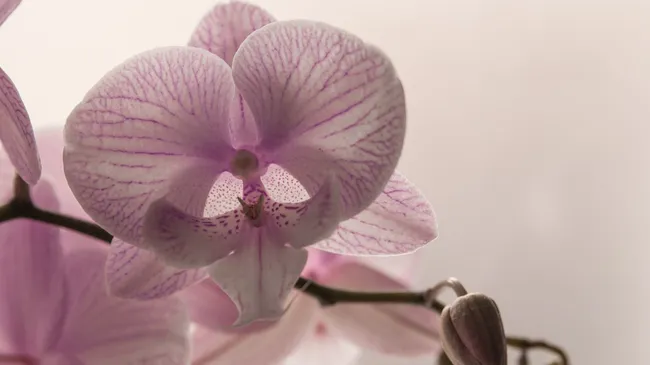 Орхидеи оживут и преобразятся — как использовать заварку вместо удобрений 