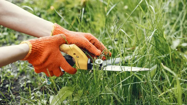 Полейте участок, когда растает снег — профилактика нашествия сорняков