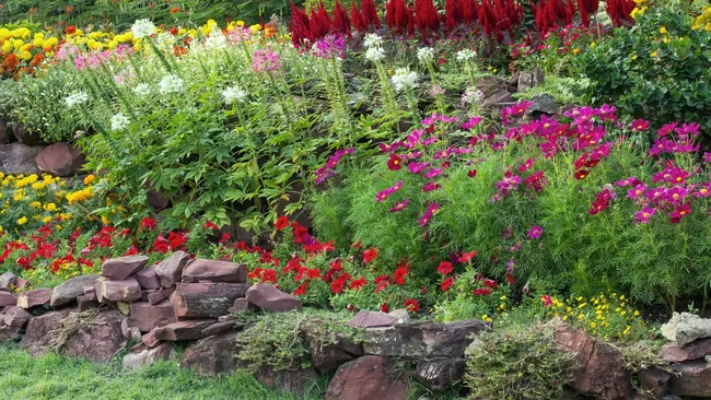 Посадили один раз — любуетесь годами: многолетники, которые быстро «захватят» участок 