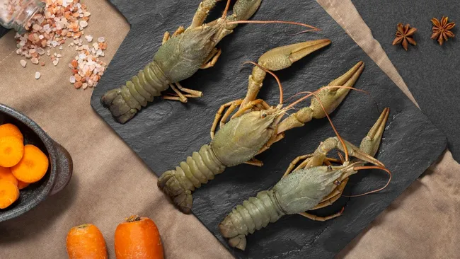 В Британии запретят варить лобстеров и раков живыми 