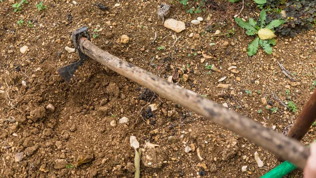 Продукт с кухни вместо навоза — как сделать землю плодородной без запаха и грязи