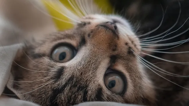 Исследование показало отсутствие сильной привязанности у кошек к владельцам